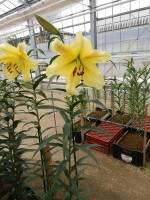 [5209 Golden Power 18 ST No02.JPG]